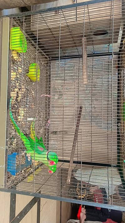 Hand tame male with female available