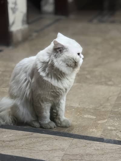 White long coat persian breeder male for sale urgently