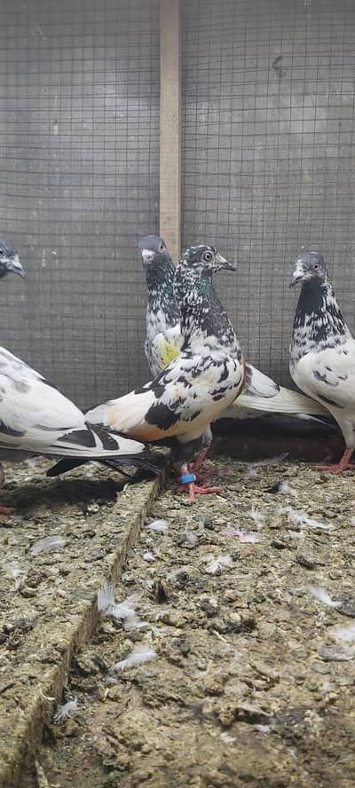 Goldan sialkoti zakh cheenay kabotar for sale.