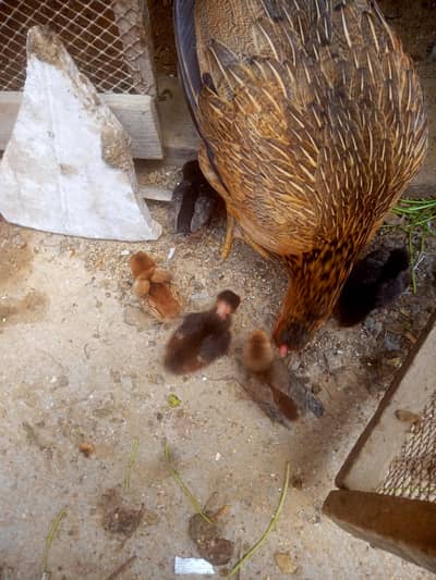 Aseel Murghe with 5 Bache mashallah se bohot active Bache ha