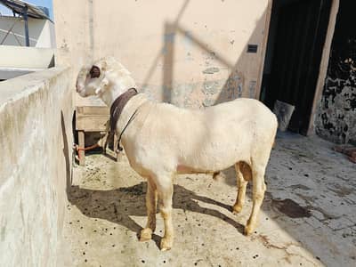 mundra cahtra or kajli femal 03214873946