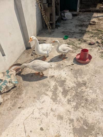 Egg Laying Geese for sale