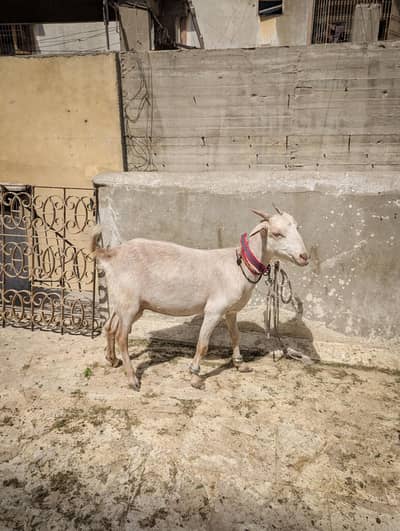 teddy female dudh wali