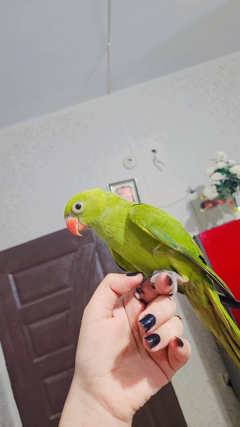 Green ringneck 0