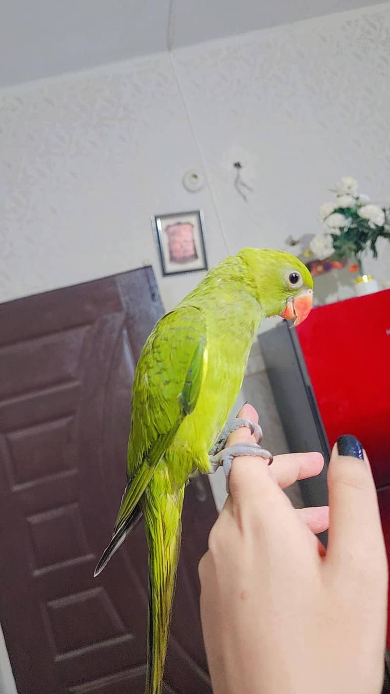 Green ringneck 1