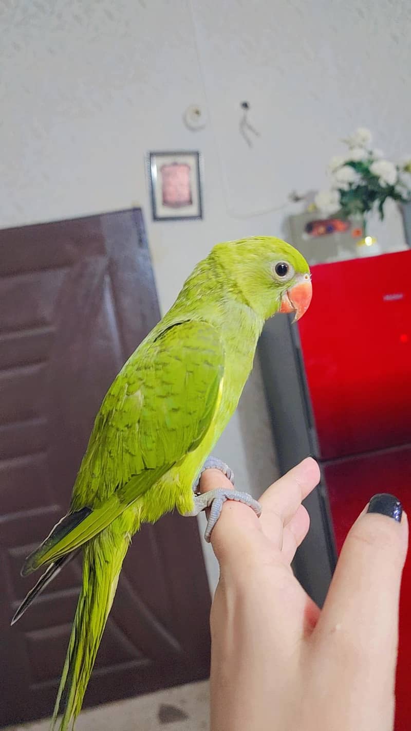 Green ringneck 2