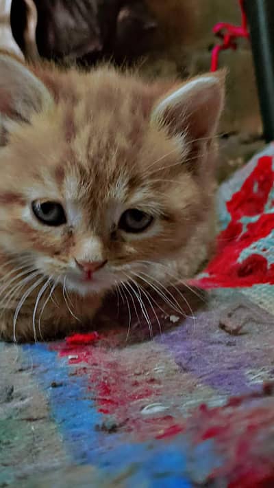 Persian cat for sell