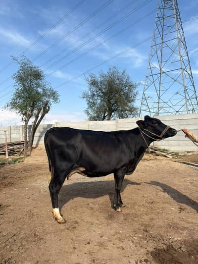 Garlando | friesian | dutch | jersey | Holstein friesian | cross cow