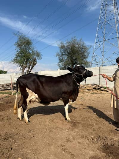 Garlando | friesian | dutch | jersey | Holstein friesian | cross cow