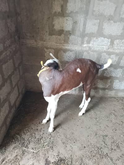 Eid Ki lea heavy healthy Ghar ka pala hua Bakra he