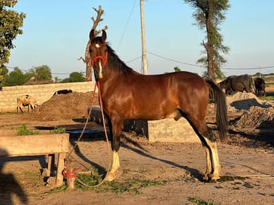 Wachara dasi son of hans raaj Acha ghora location jang