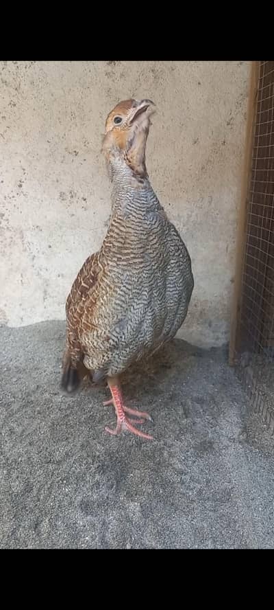 full size dekhni teetar pair video on whatsapp