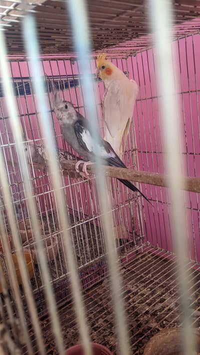 Cockatiel Breeder Pair