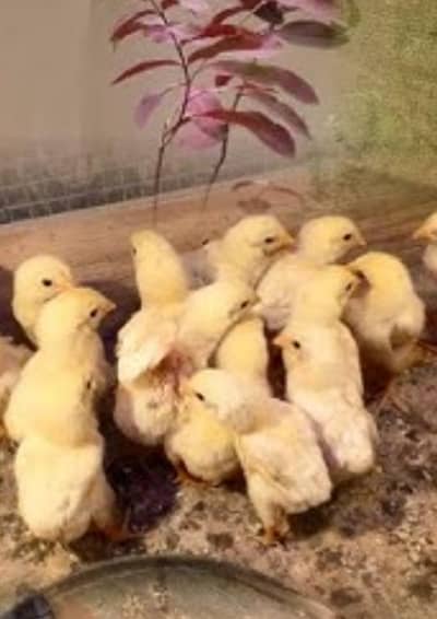 JARMAN SHAMO OREJNAL BACHE 030045/90211