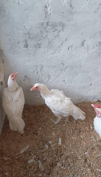 Heera Eggs For Sale 03336619084