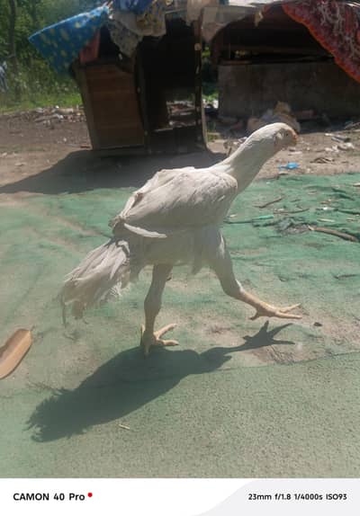 Indian parrot beak aseel / long tail aseel