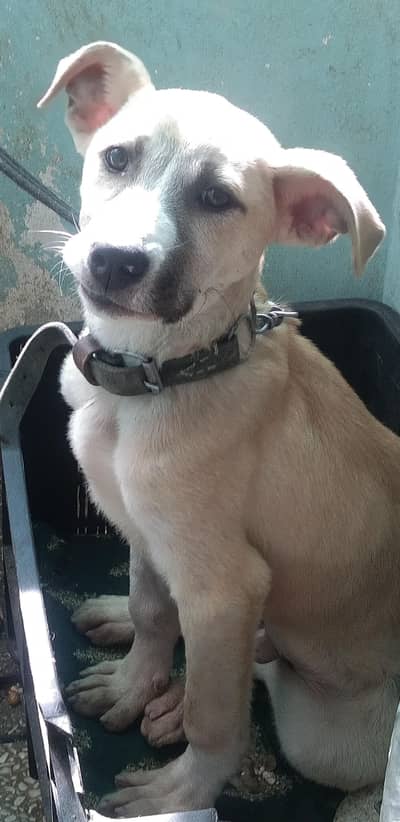 Playful & Cute Puppy Available.