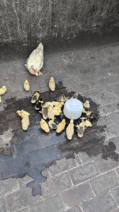 Pure Muscovy duck mugg duck