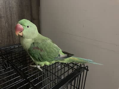 Parrot for sell tame