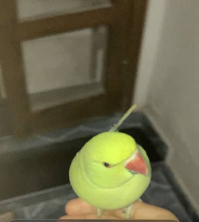 Parrot for sell tame female