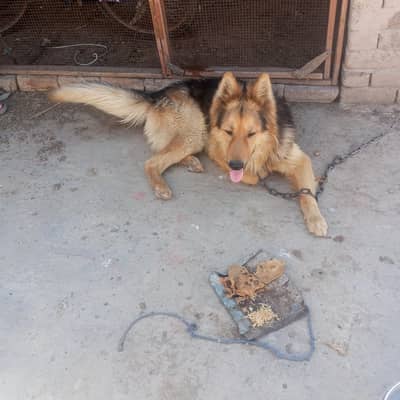 German shepherd male
