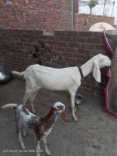 rajan puri crass sath eik female child