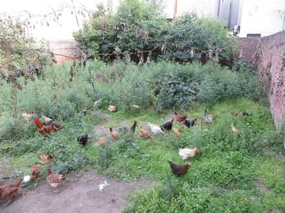 Pure Desi Eggs | Premium Organic Pasture Eggs