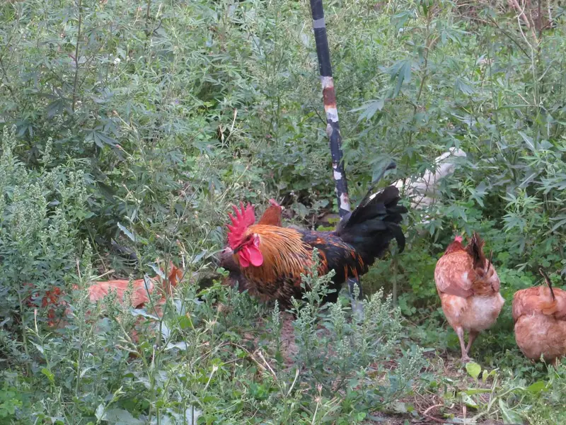 Pure Desi Eggs | Premium Organic Pasture Eggs — photo 2