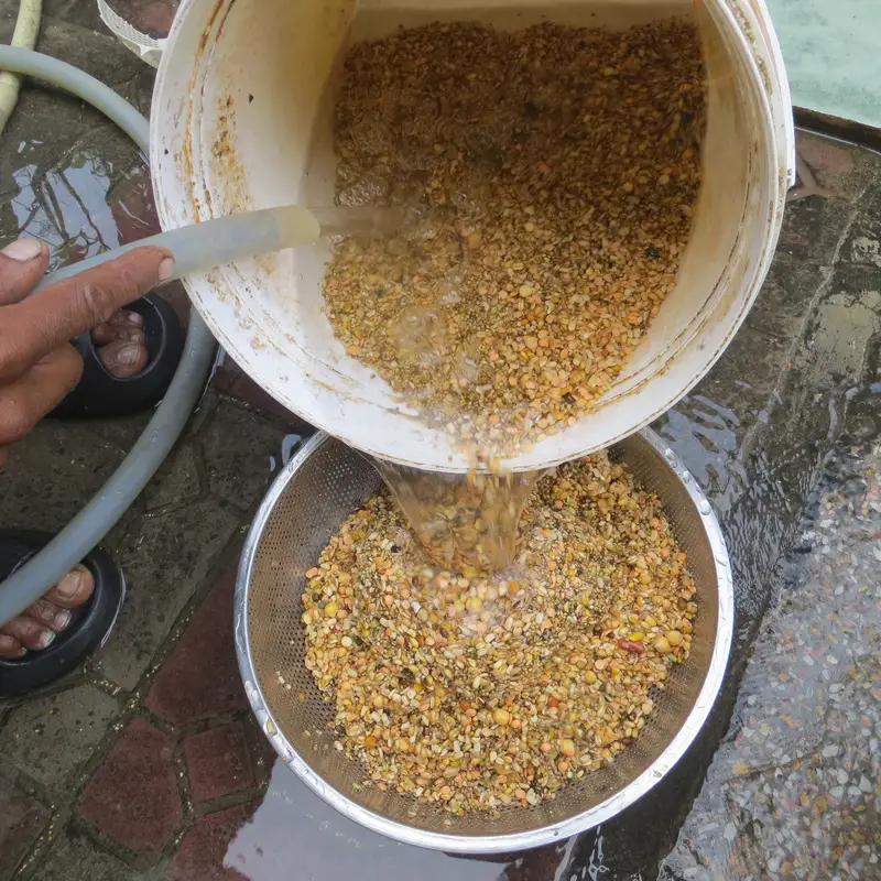 Pure Desi Eggs | Premium Organic Pasture Eggs — photo 4
