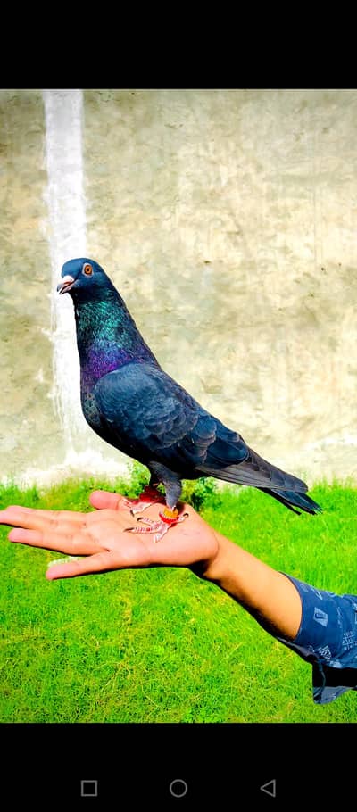 Handtam black male for sale