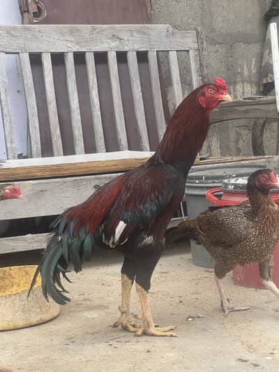 Aseel Murga | Murgi | chicks | Lakha Aseel | Peela Aseel | Java Aseel