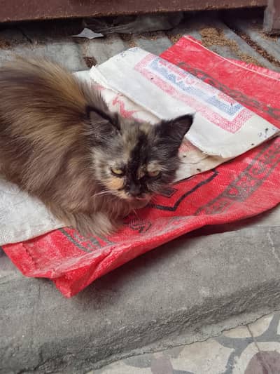 1 adult cat 4 kitten