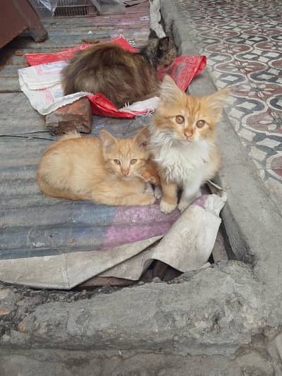 1 adult cat 4 kitten