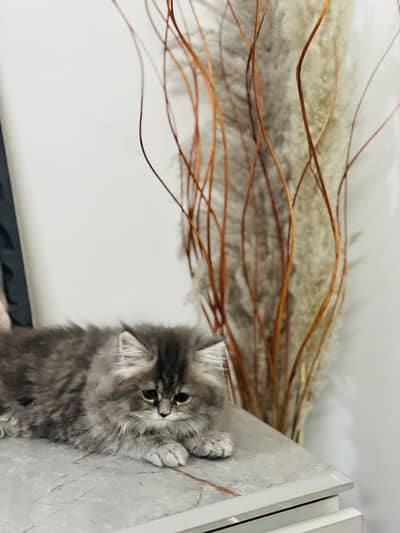 Tripple coated persian kitten with accessories