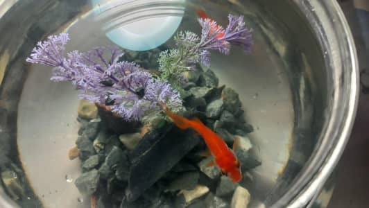 Valitail Gold fish pair