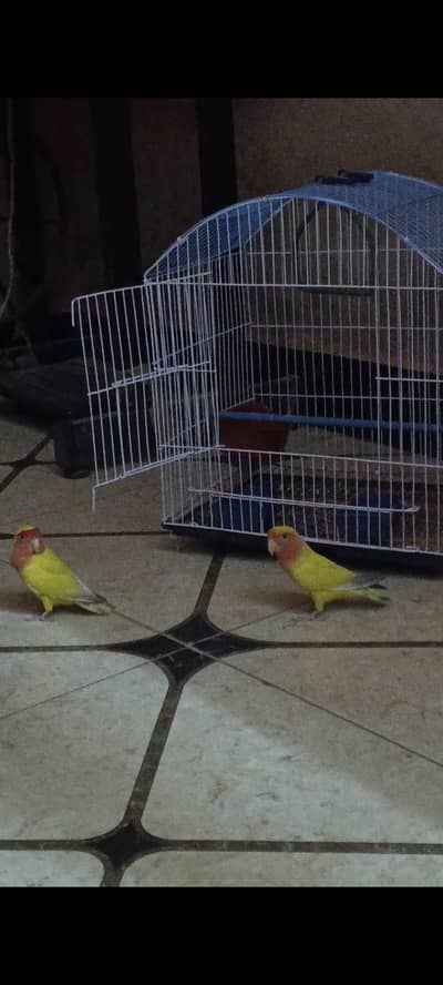 Love birds active pair