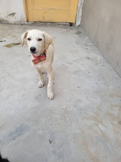 bhut hi piyara dog h