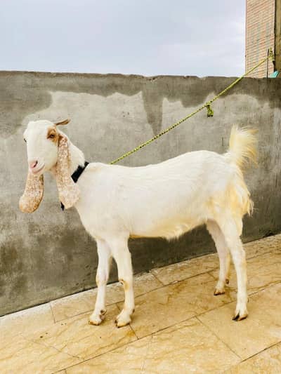 Healthy White Goat for Sale – Qurbani ke liye best choice 