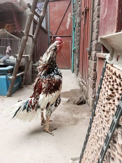 aseel male healthy and active