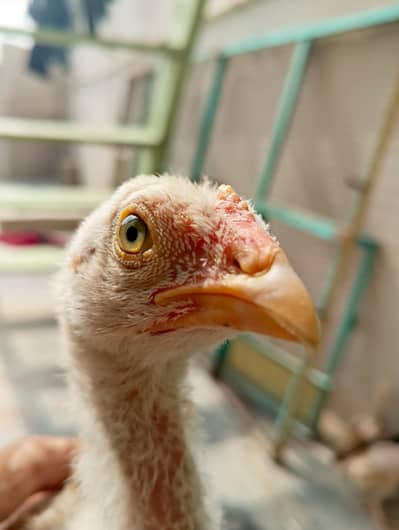 High Quality Aseel Chicks For Sale