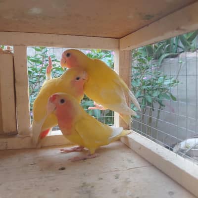 love bird breeder pair available