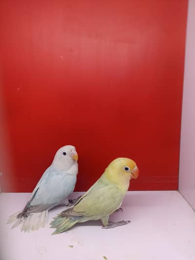 Blue Opline Dilute PB Dilute