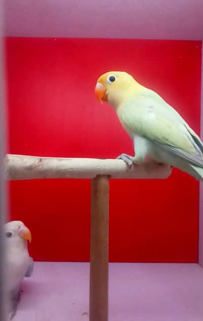 Blue Opline Dilute PB Dilute