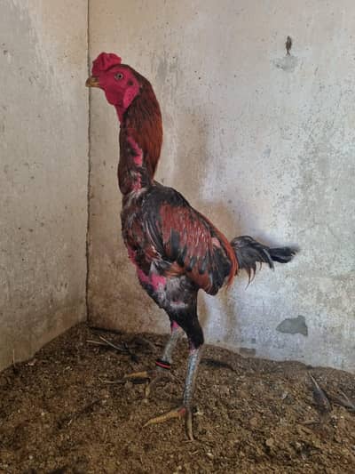 Pure Panus Pakoye Chicks Available ( thai chicks | aseel | heera)