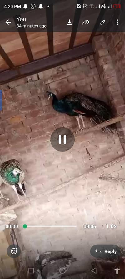 blueshouler peacock for sale