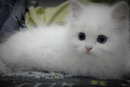 Home breed Full trained Persian cat for sale (03066605430)