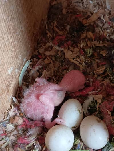 Budges and Love birds Breeder pair