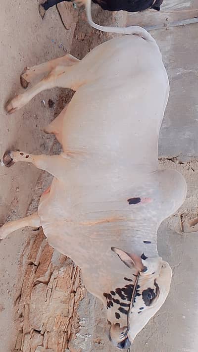 Khubsurat Bachra 2 dant Contact: 03151057829