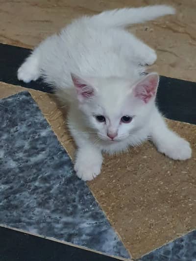 Persian Kitten 3 Coated white