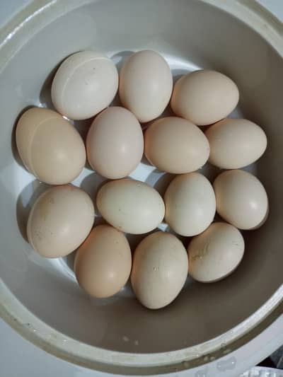 Aseel eggs